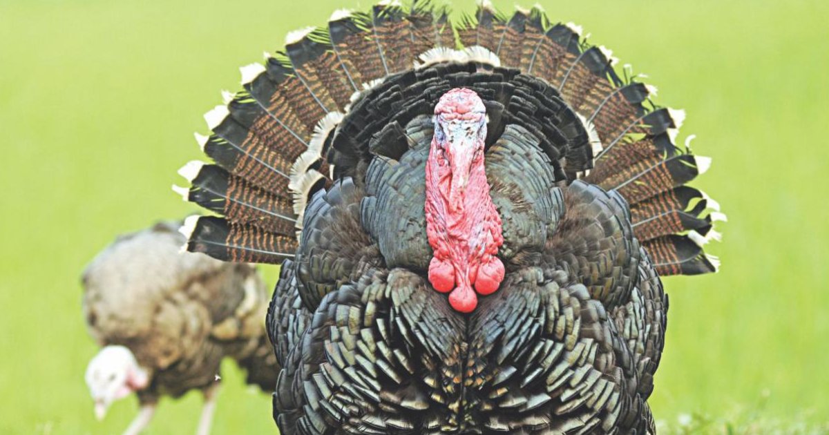 Let's Talk Turkey (Thanksgiving Quiz)