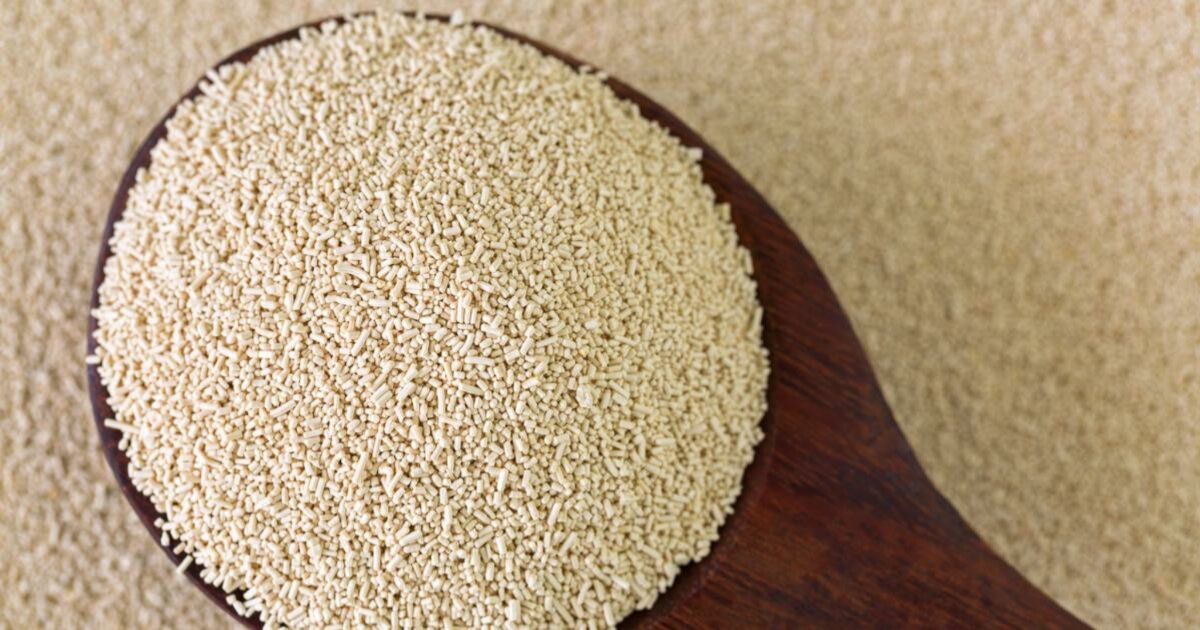 Order Up Baker's Yeast Taxonomy! Quiz By sparkblip