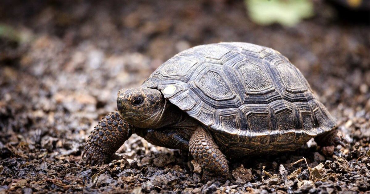 Critically Endangered Reptiles Quiz By thebail