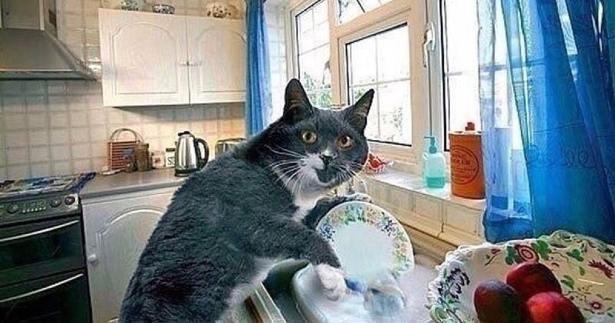 Anatomy of a Commercial Dishwasher Quiz By Chunklets