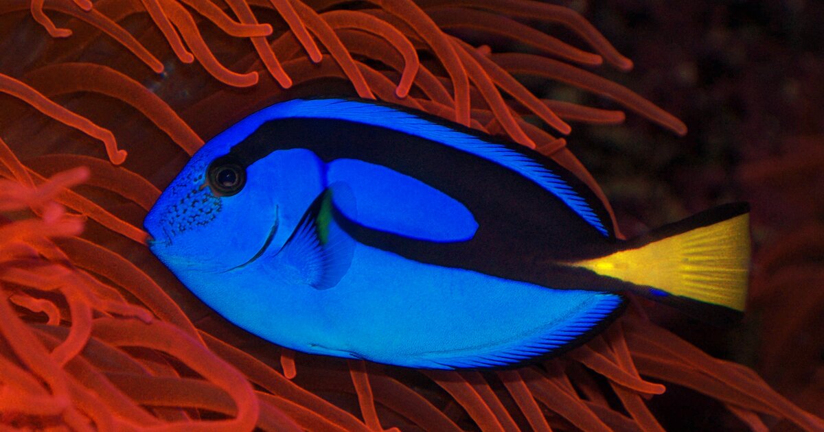 Salmon Fish Spelled Right Wordk Hiding in Every City!