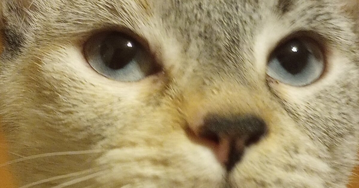 Incorrect Cat Breeds Quiz - By tibby_jane