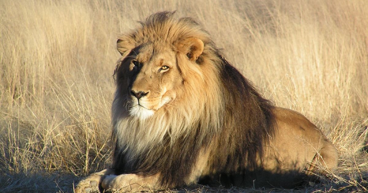 Sports Teams Zoo Quiz