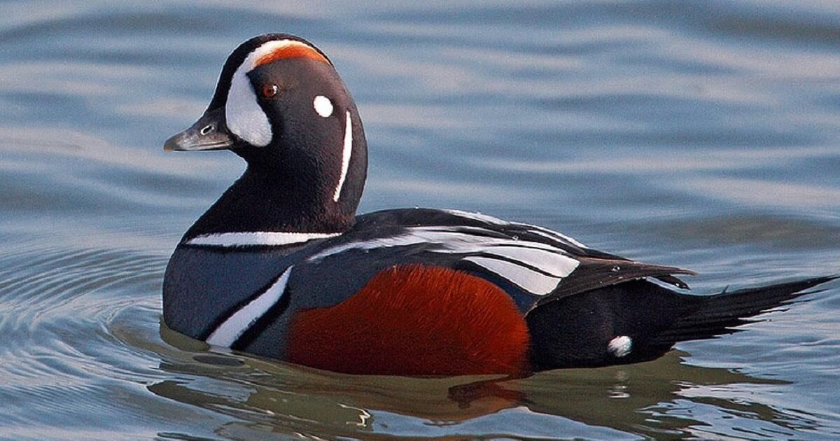 Find the Duck Animals II Quiz - By alvir28
