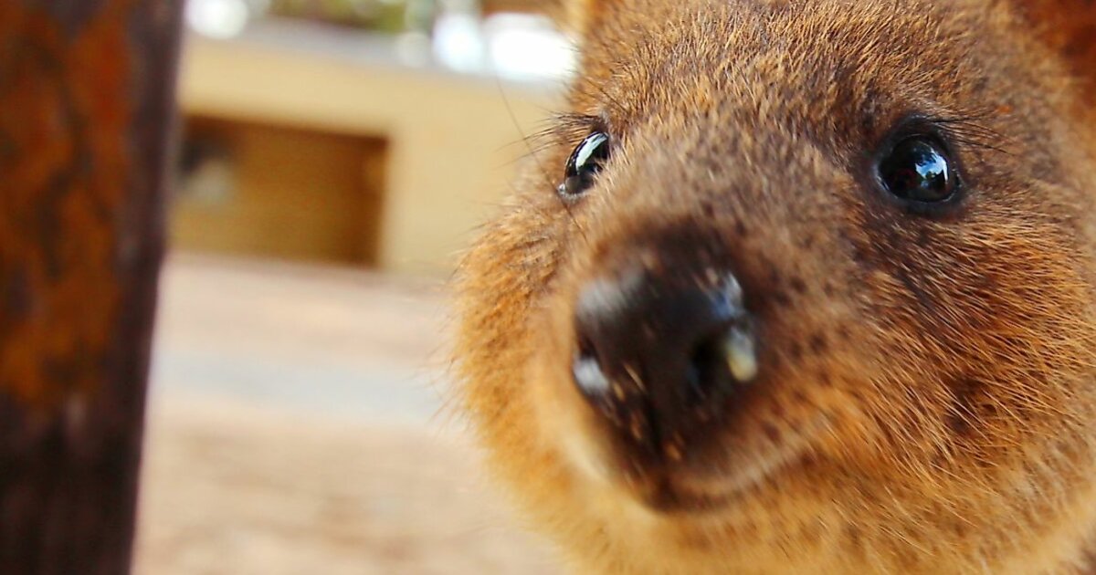 Quick Pick 6Letter Animals Quiz By conita63