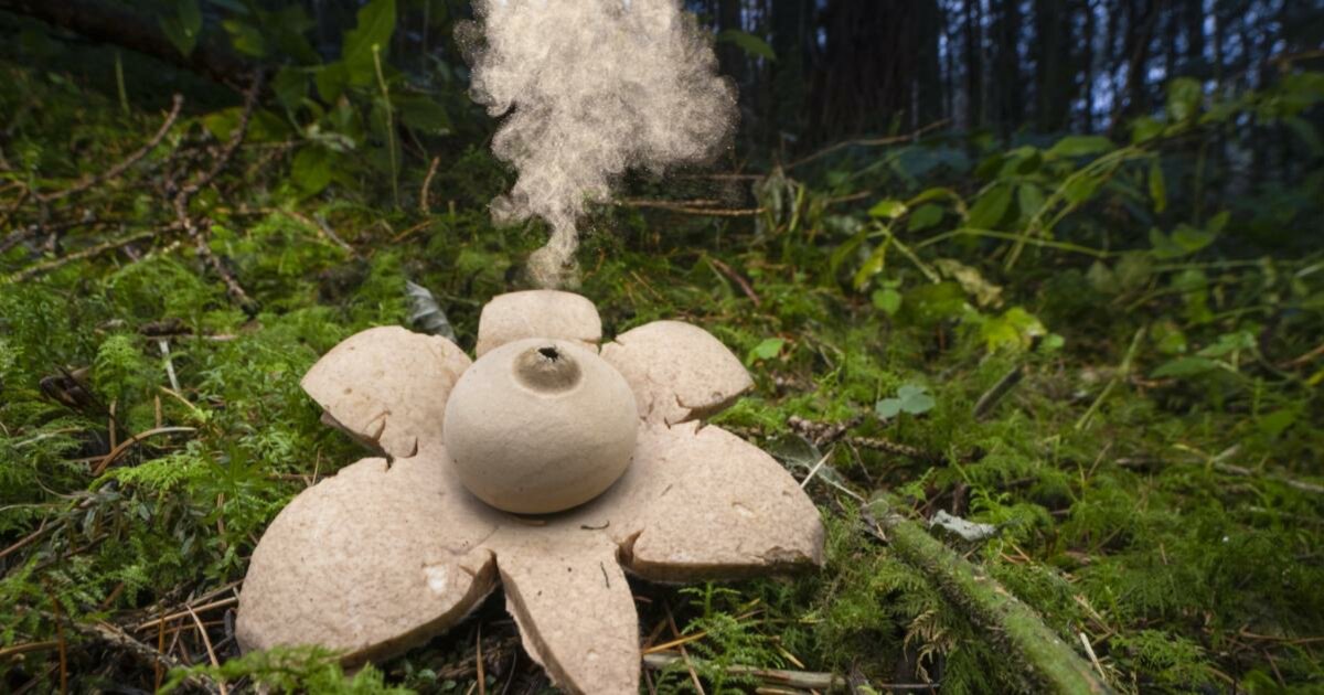 Order Up Collared Earthstar Taxonomy! Quiz By sparkblip