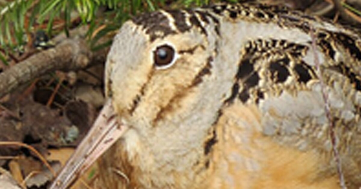 Find the 'AW' Animals II Quiz By DragMoogle