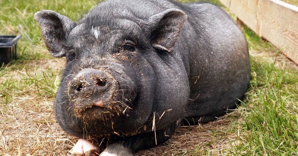 The Countries With The Biggest Pig Population Quiz - By AxilleasM