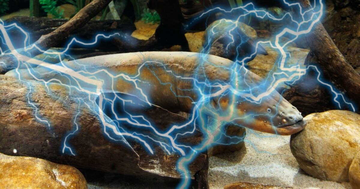 Order Up: Electric Eel Taxonomy! Quiz - By sparkblip