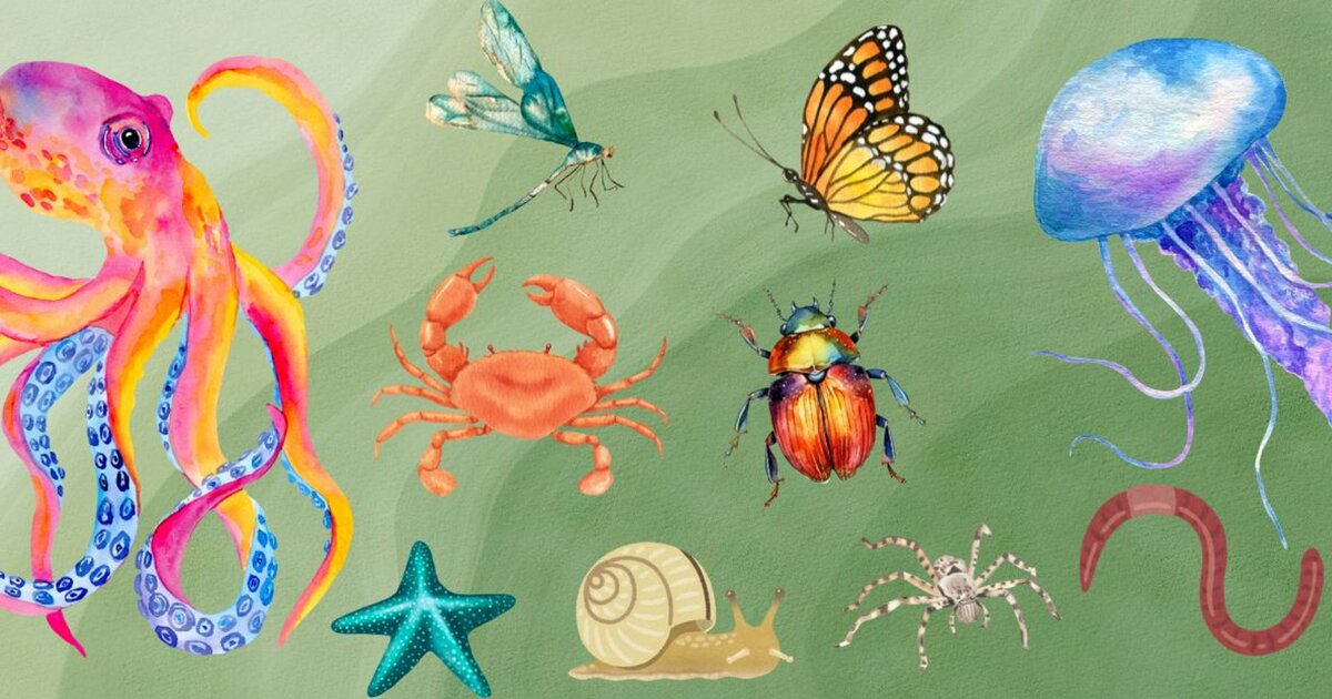 Species Sort: Invertebrates pt. 7 Quiz - By Tasi