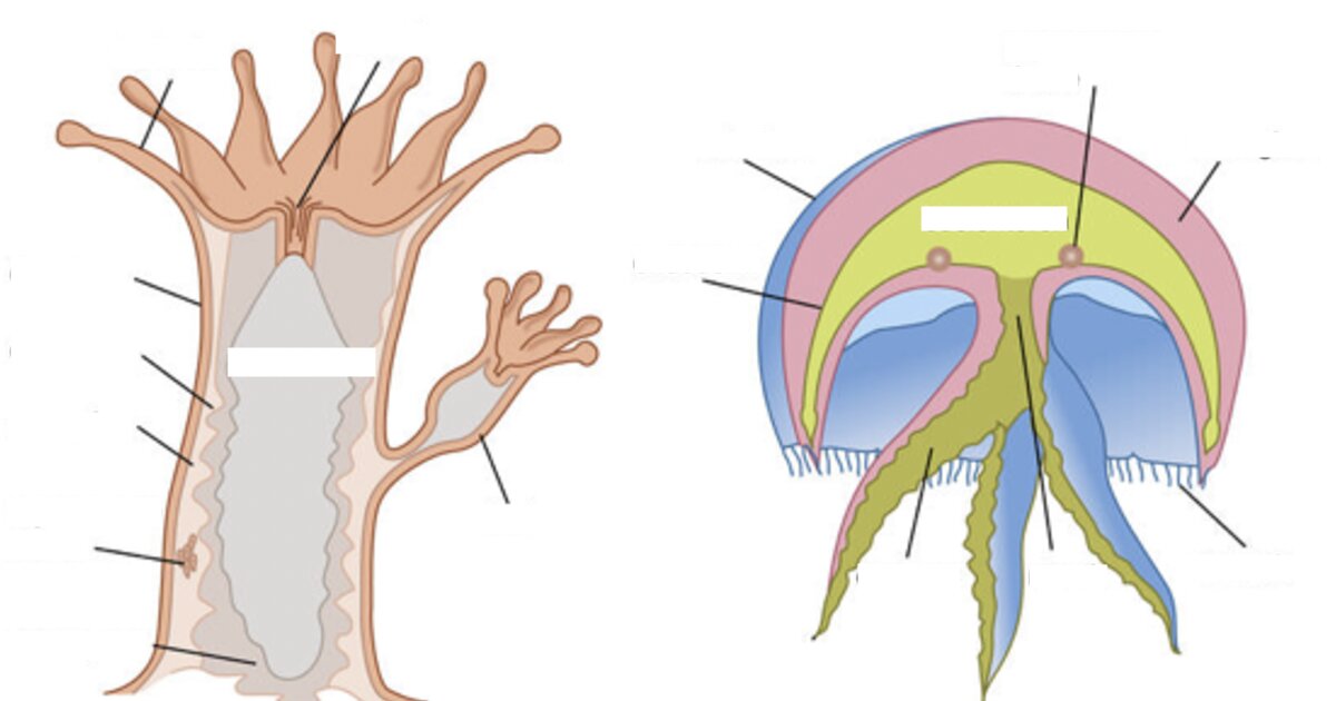 Cnidarian Body Forms Diagram Quiz - By nubbywizard