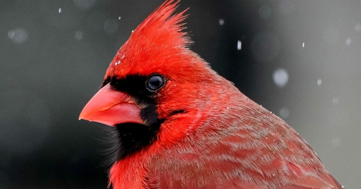 3 Types of Cardinals! Quiz - By GOBLOB_8_ME