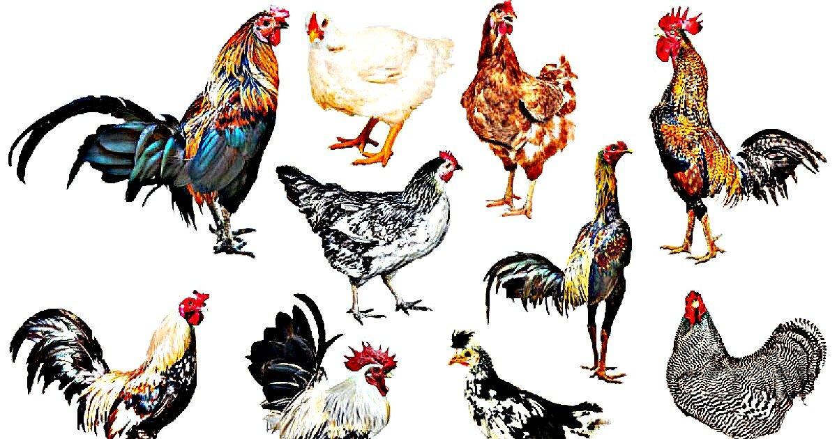 Elemental Chicken Breeds Quiz - By nabean