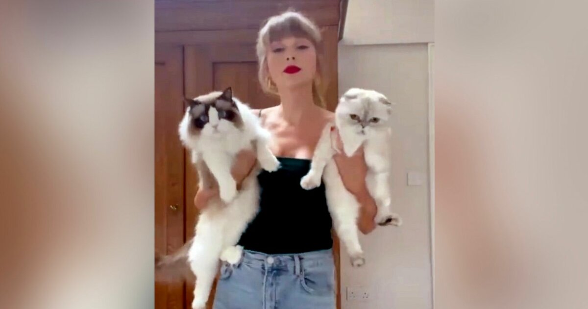 Taylor #39 s Kitties Crossword Quiz By blinxbcr