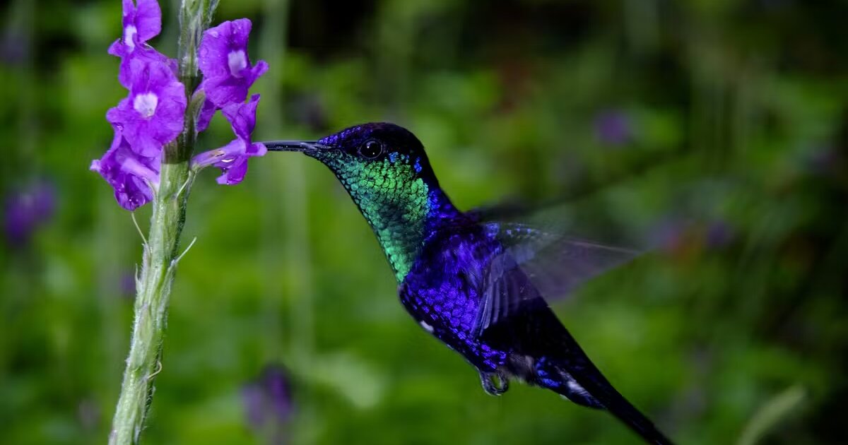 Hummingbird Names by Clue Quiz By leviathan28 Hummingbird Names by Clue Quiz By leviathan28