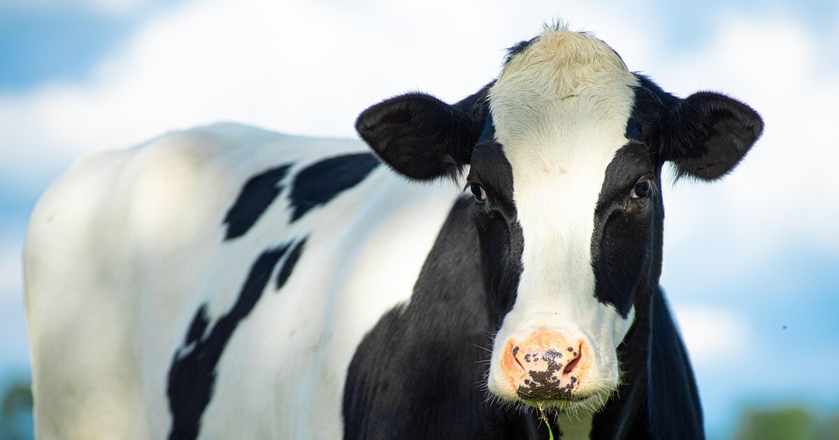 Sunday Crossword: We Heard the Herd Quiz Sunday Crossword: We Heard the Herd Quiz