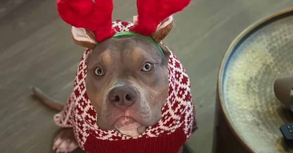 Get the Picture: Tubby or Pibble Quiz - By CGMFan1