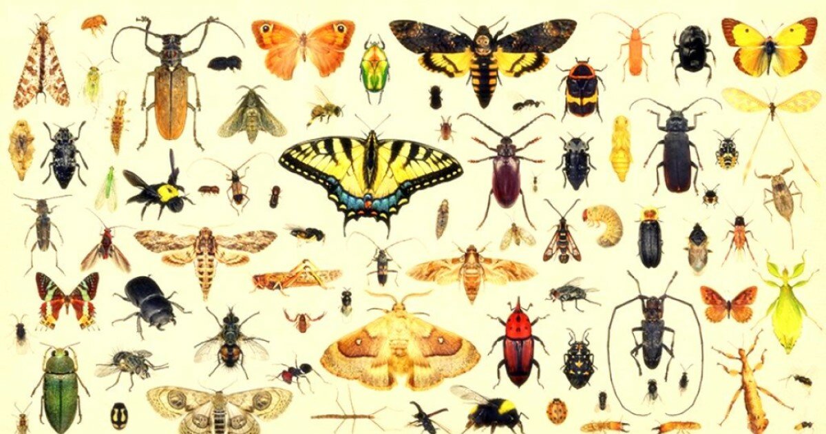 Brain Power - Insects Quiz - By nabean