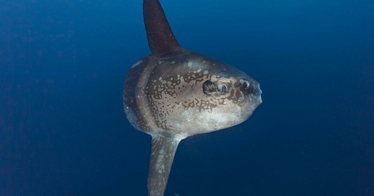 Order Up: Ocean Sunfish Taxonomy! Quiz - By sparkblip