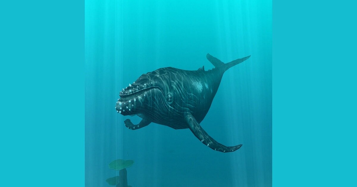 Endless Ocean Rideable Animals Quiz - By MRZRanger1