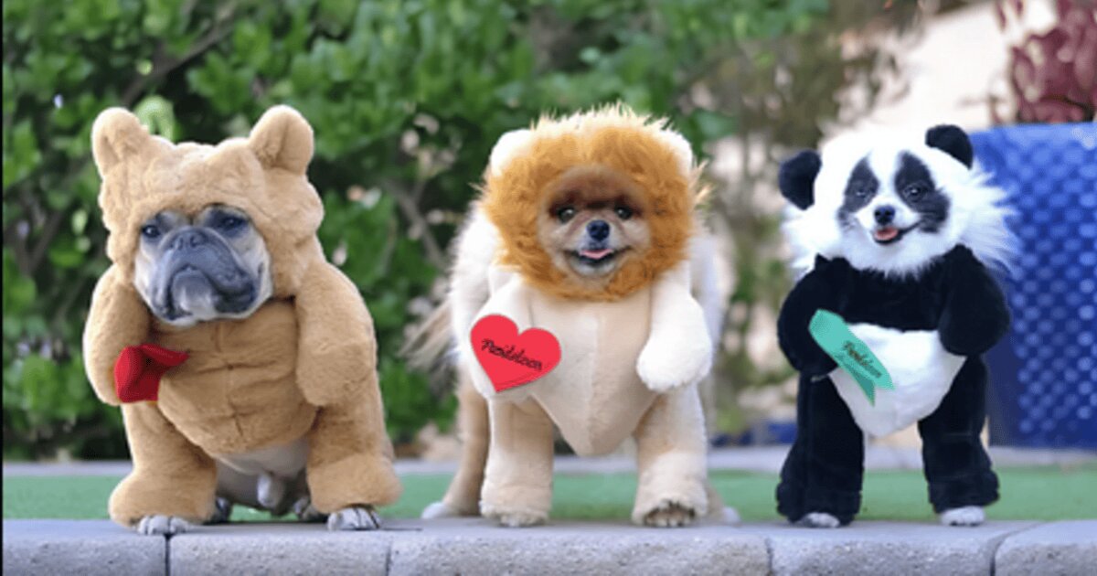 Teddy Bears in Harry Potter CXVIII Quiz - By ceciliacarlid