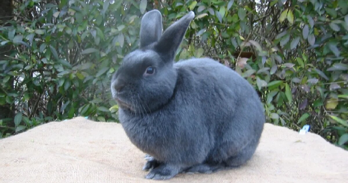 Bird Rabbit Flower Snake Quiz - By Ziggy_Montgomery