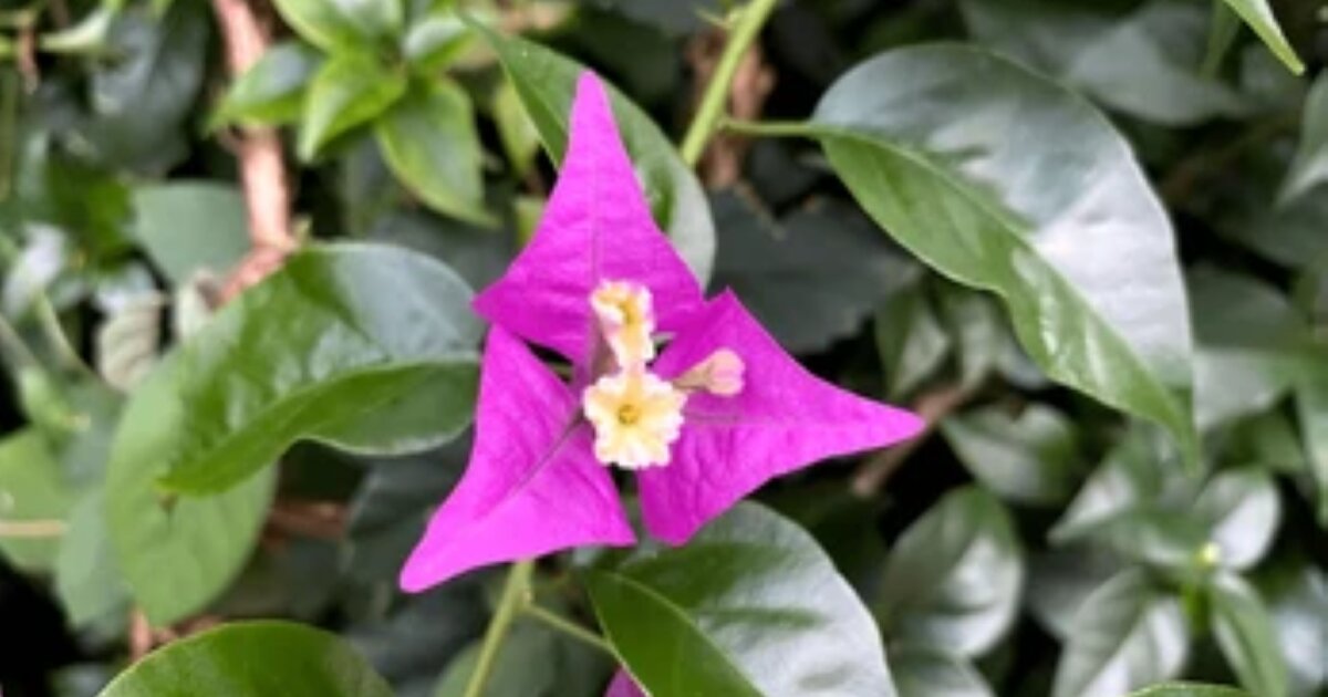 Triangular Mass Flower Triangle Shapes in Nature Quiz
