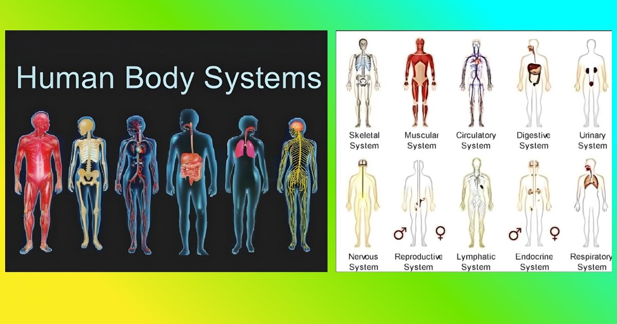 Sort: Human Body Functions into the Right Body System Quiz - By C26mps