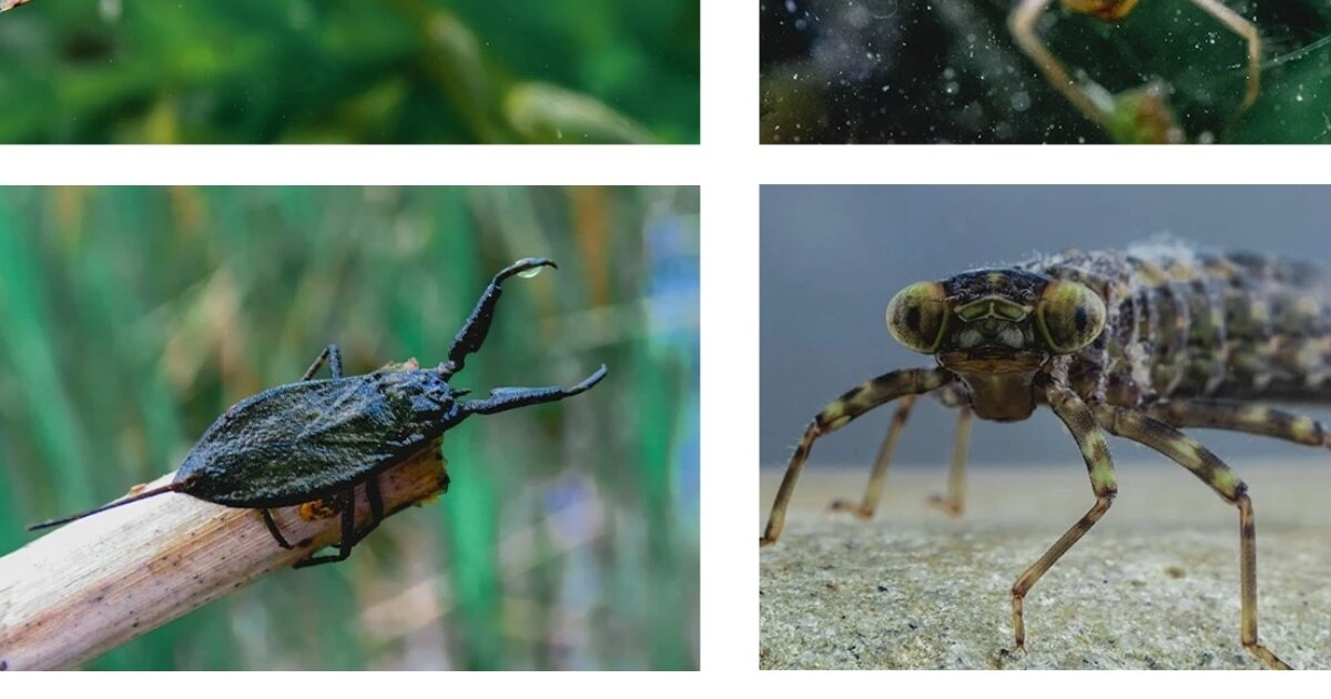 Uk Underwater invertebrates Quiz - By Emma-Winnard