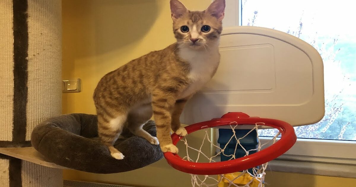 Big 4 Picture Box: Feline Teams Quiz - By johncenafan612