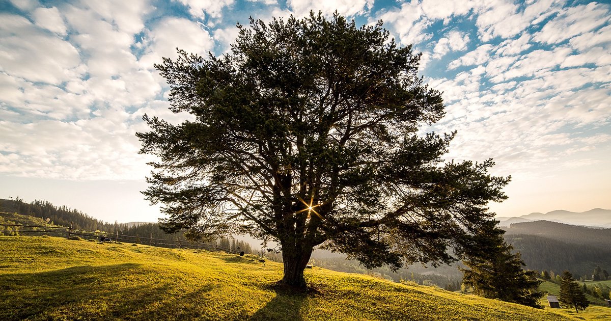 Rhymes With Tree (3Letters) Quiz By slipkid