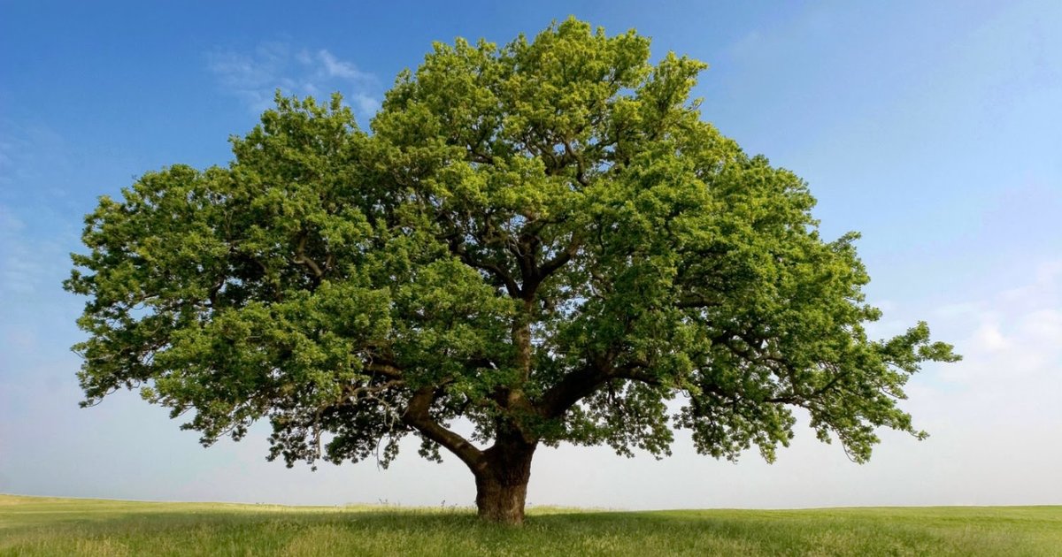 'Trees' by Joyce Kilmer Quiz