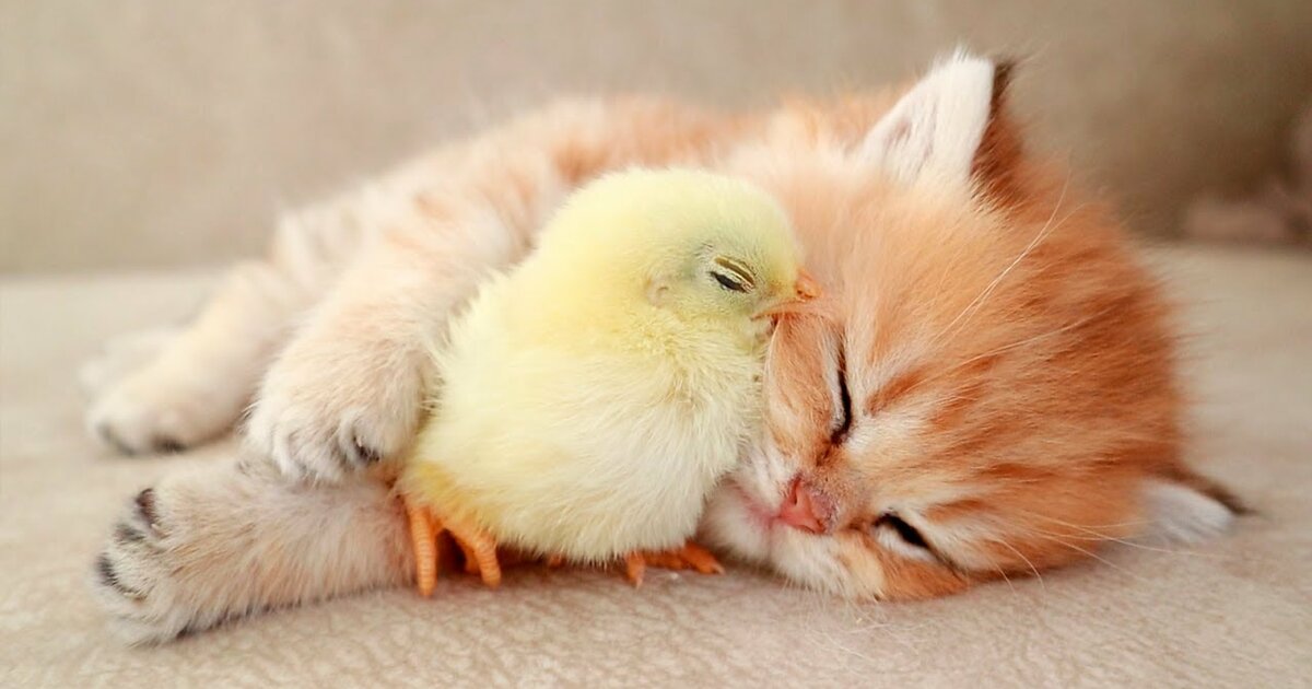 Baby Animal Sort Quiz