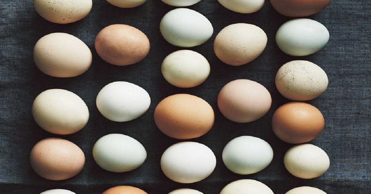 Pick the animals which lay eggs Quiz By hellofromUK