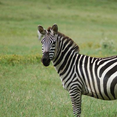 Most Common Animals (ABC Books) Quiz