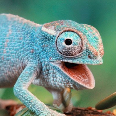 9-Letter Animals by Image Quiz 9-Letter Animals by Image Quiz