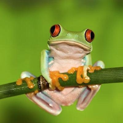 4-Letter Animals per Letter Quiz