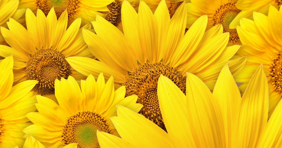 Find the Yellow Things (Blitz) Quiz