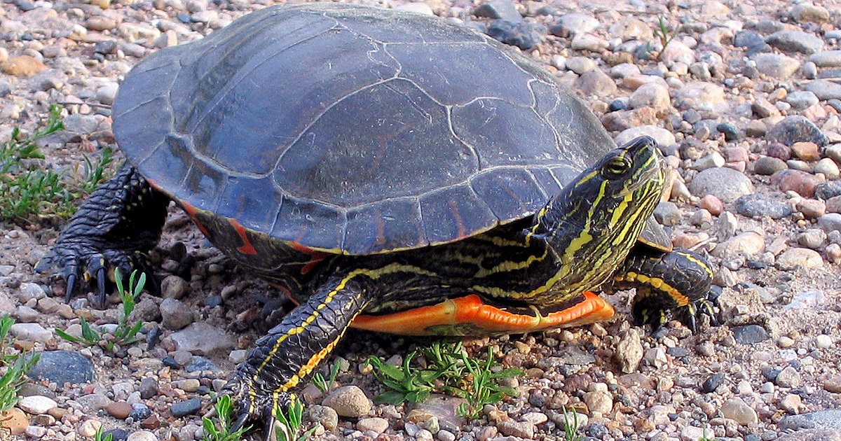 Reptiles of North America Quiz