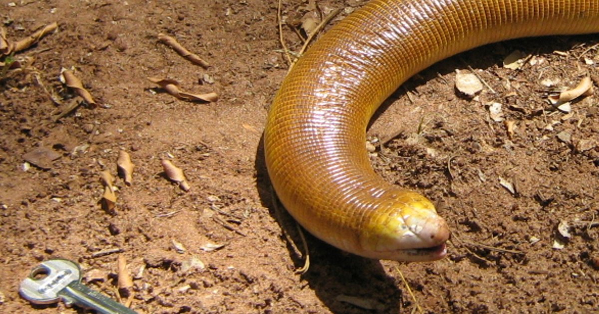Reptiles of South America Quiz - By Scuadrado