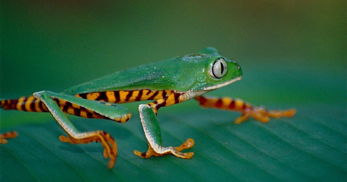 Amphibians of South America Quiz - By Scuadrado