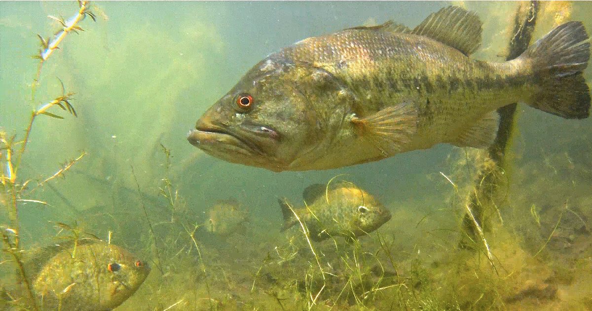 Freshwater Fishes of North America Quiz