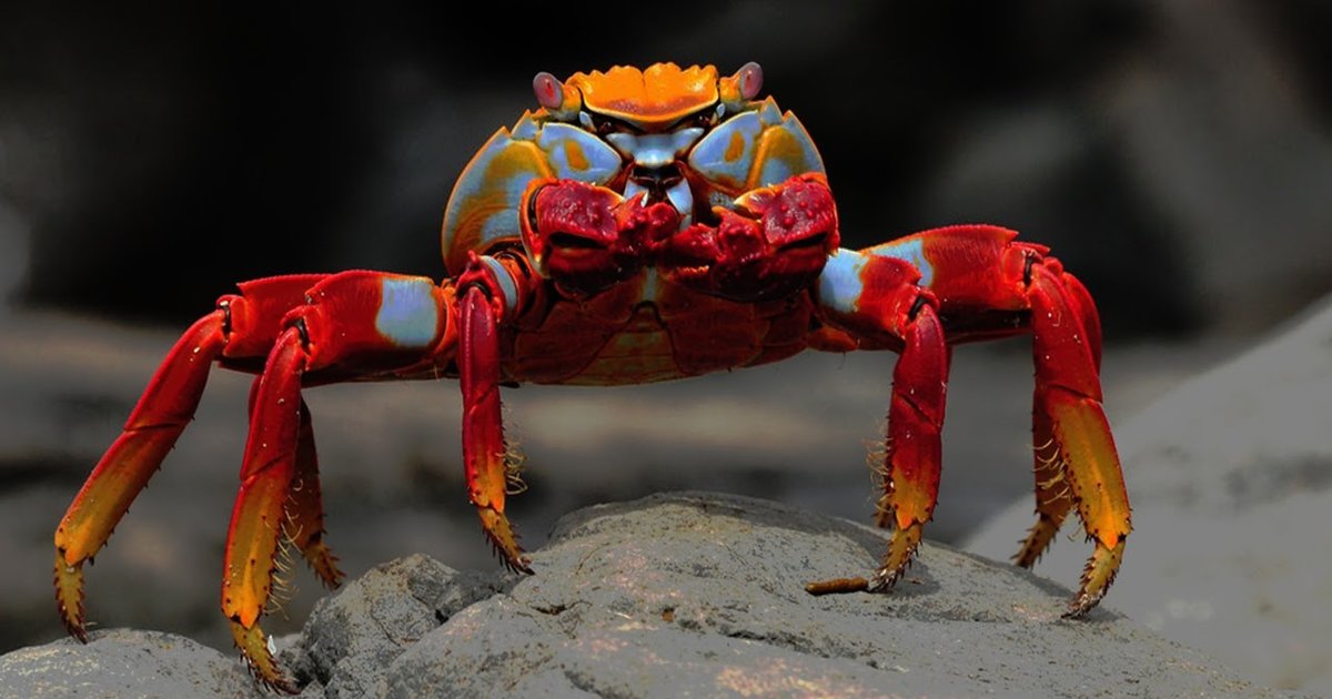 Crustacear Click a Crustacean Quiz