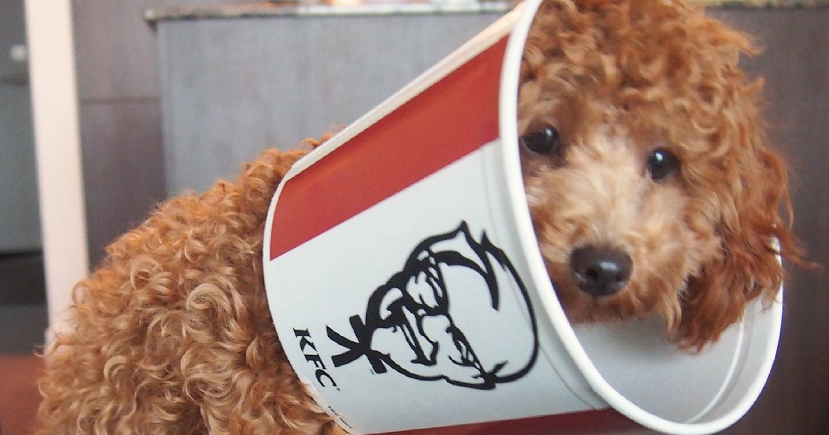 Labradoodle Or Fried Chicken Quiz Labradoodle or fried chicken quiz