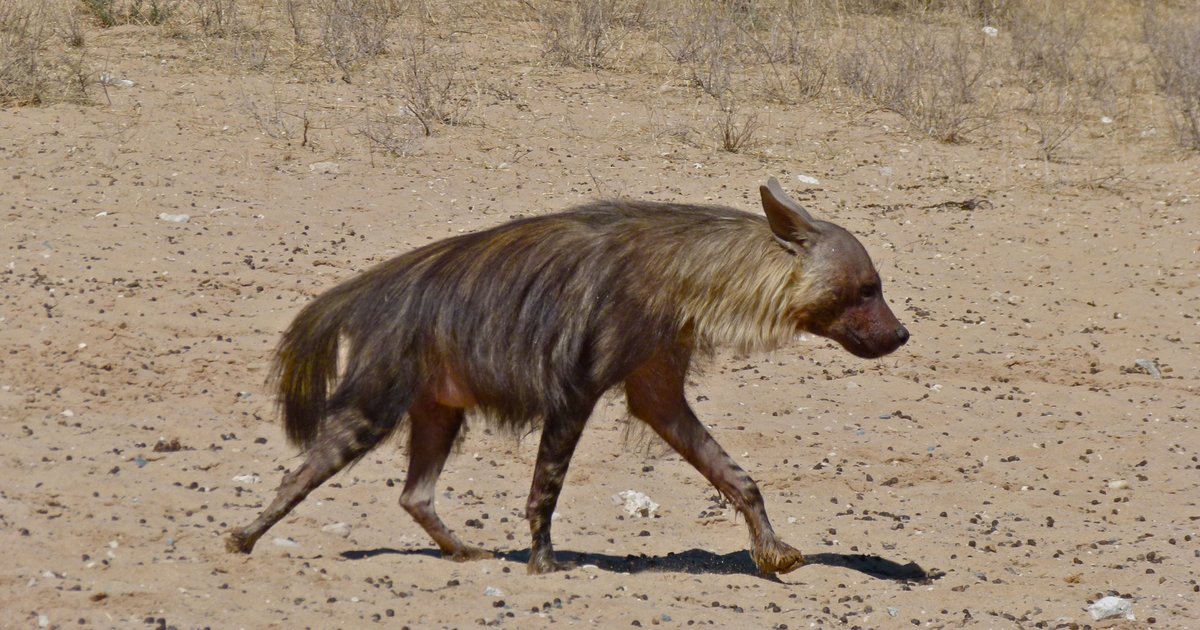 Mammals of Africa II Quiz