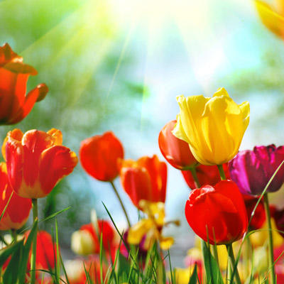 Spring Is Everywhere Quiz