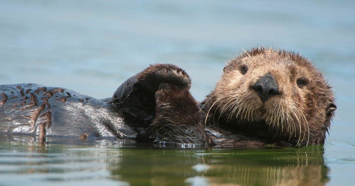25 Fun Facts About Otters! Quiz - By beforever