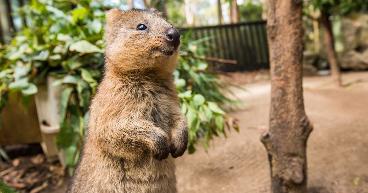 Animals - Marsupials Quiz - By kfastic