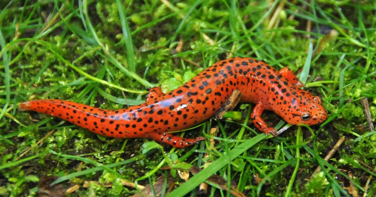 Animals Salamanders Quiz By kfastic