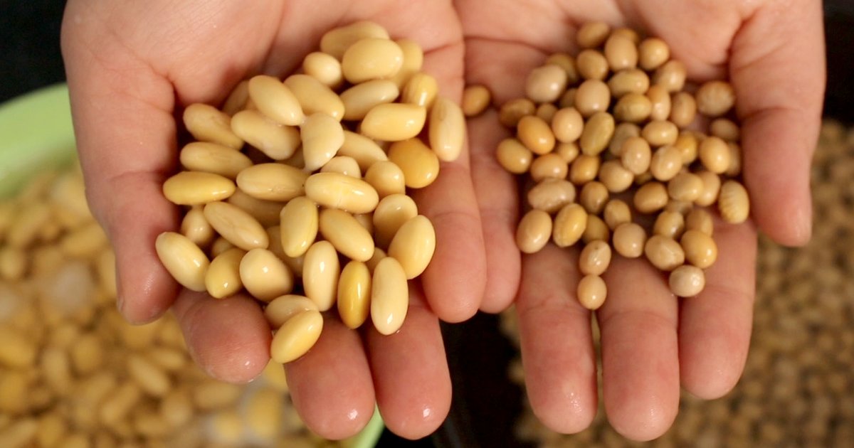 Top Soybean Producing States Quiz